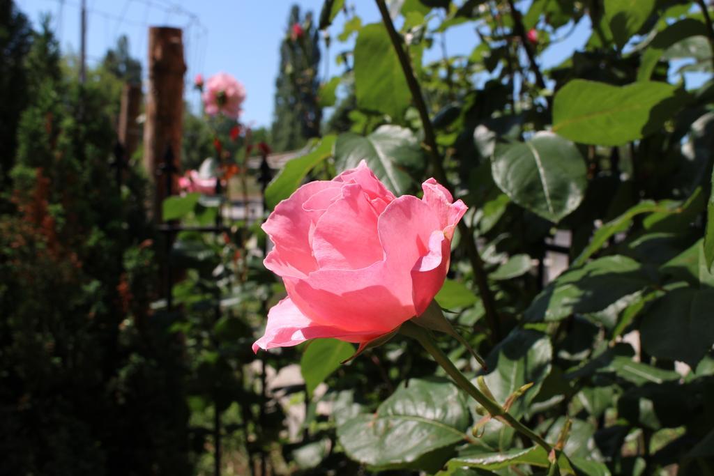 Flowers Apartments Nessebar Exterior foto
