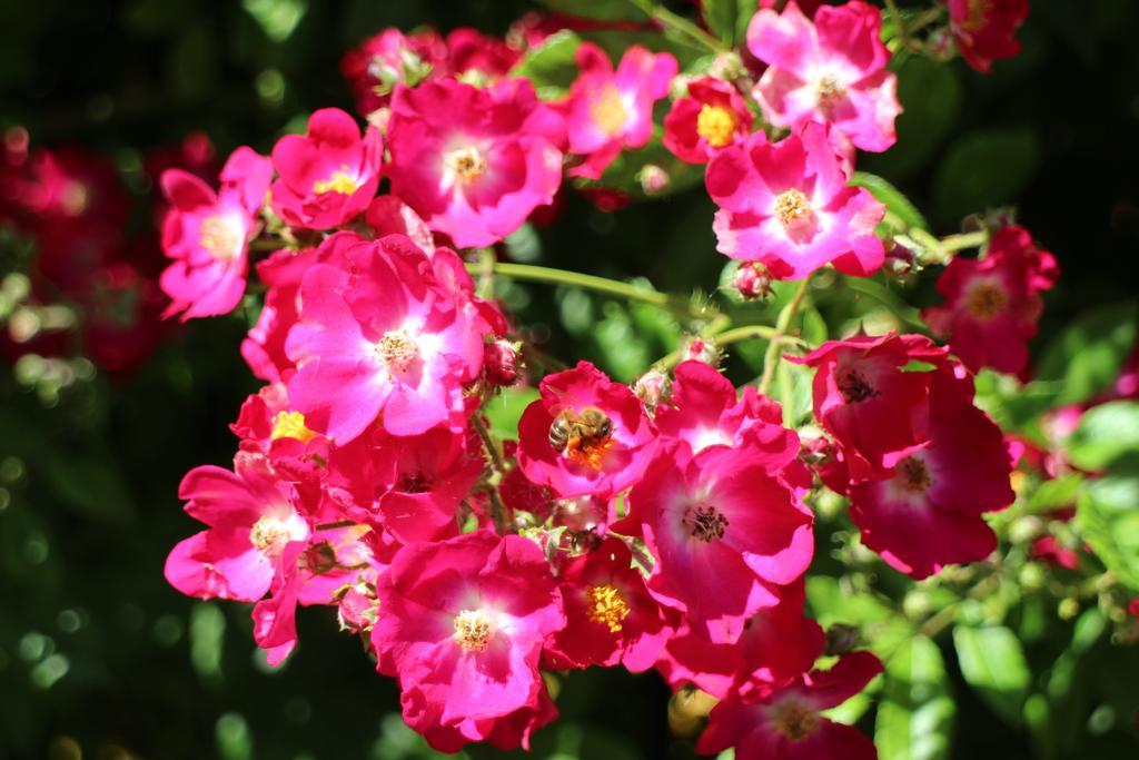 Flowers Apartments Nessebar Exterior foto